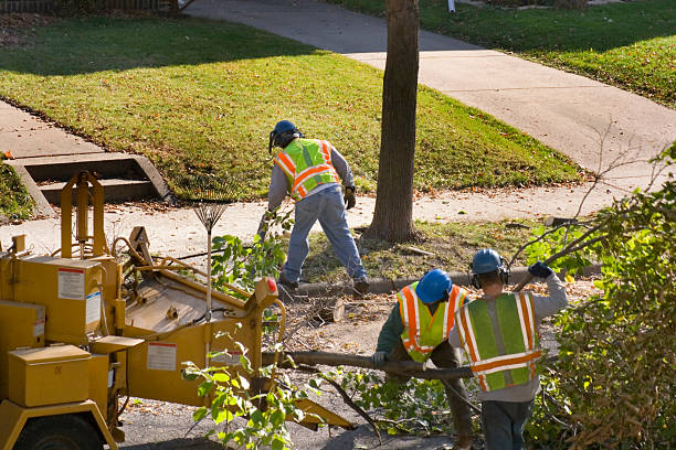 Best Tree Maintenance Programs  in Wills Point, TX